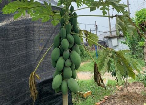 木瓜樹風水